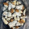 buy Penis envy mushrooms
