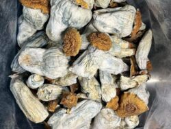 buy Penis envy mushrooms