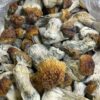 Golden teachers mushrooms