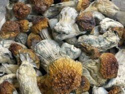 Golden teachers mushrooms